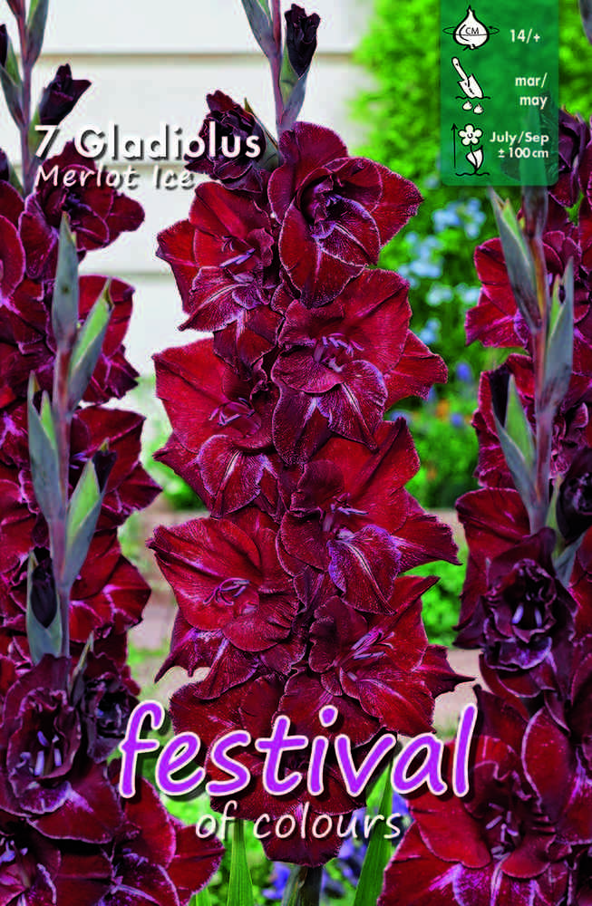 Gladiol 'Merlot Ice'