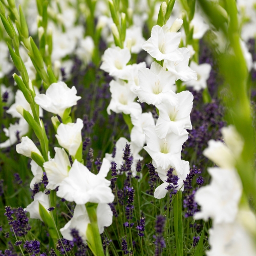 Gladiol vit