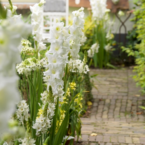 Gladiol vit