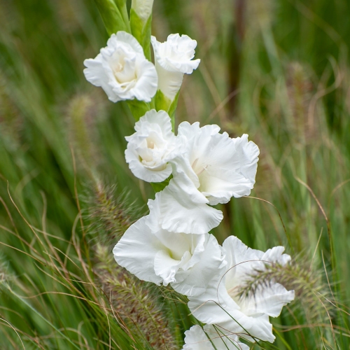 Gladiol vit