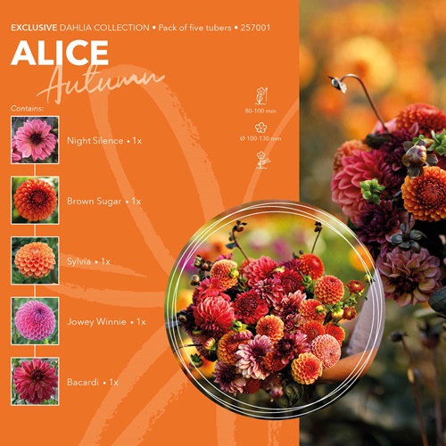 Dahlia Exclusive Collection 'Alice'