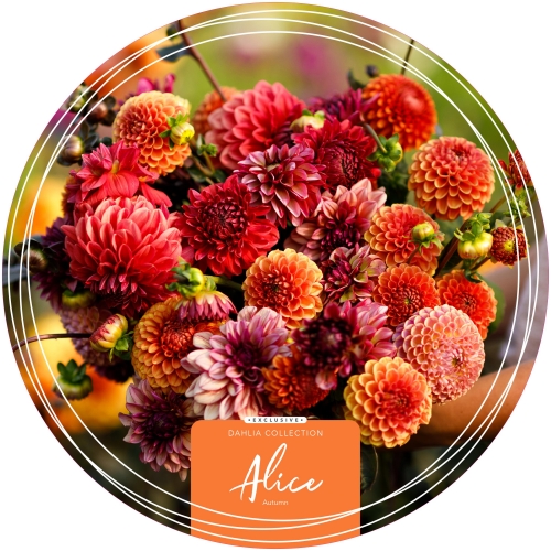 Dahlia Exclusive Collection 'Alice'