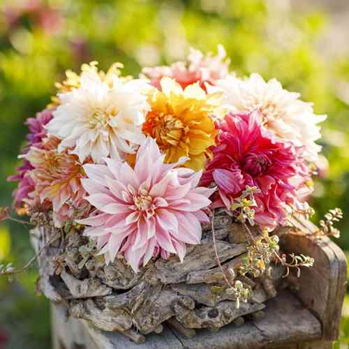 Dahlia Exclusive Collection 'Angela'
