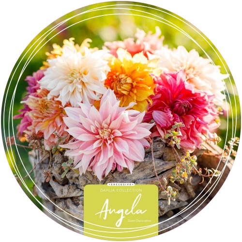 Dahlia Exclusive Collection 'Angela'