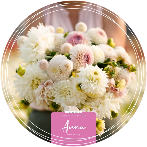 Dahlia Exclusive Collection 'Anna'