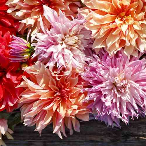 Dahlia Exclusive Collection 'Elizabeth'