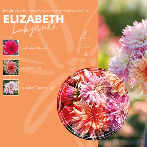 Dahlia Exclusive Collection 'Elizabeth'
