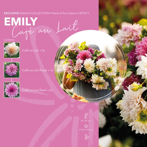 Daalia Exclusive Collection 'Emily'