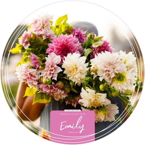 Daalia Exclusive Collection 'Emily'