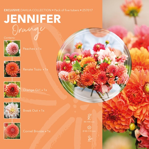 Dahlia Exclusive Collection 'Jennifer'