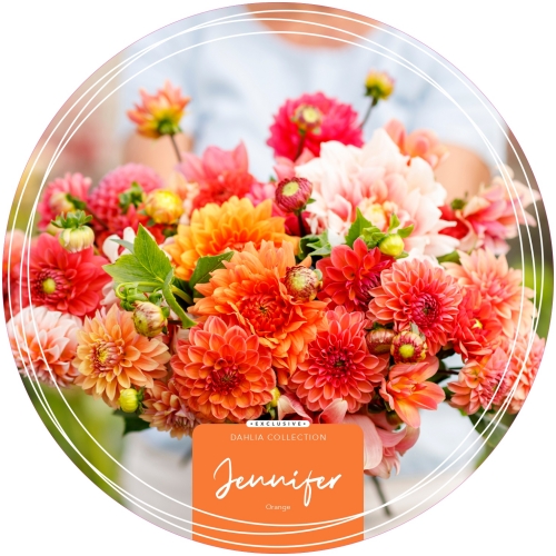 Dahlia Exclusive Collection 'Jennifer'