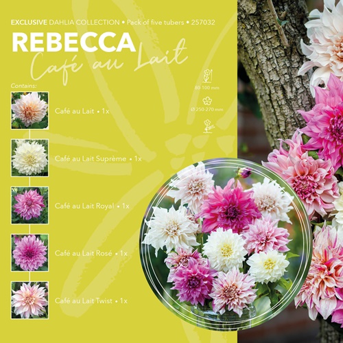 Dahlia Exclusive Collection 'Rebecca'