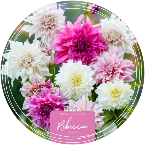 Dahlia Exclusive Collection 'Rebecca'