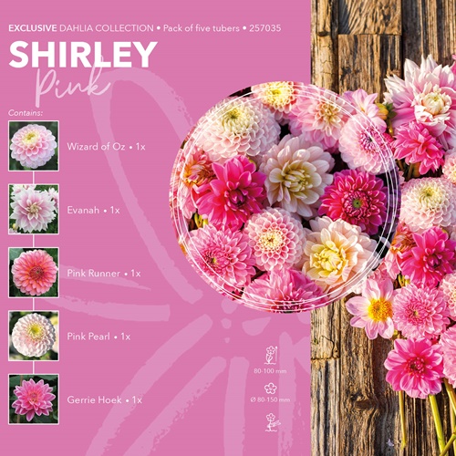 Dahlia Exclusive Collection 'Shirley'