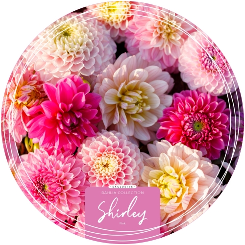 Dahlia Exclusive Collection 'Shirley'