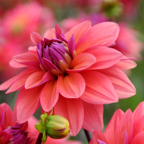 Koristedaalia 'American Dawn'
