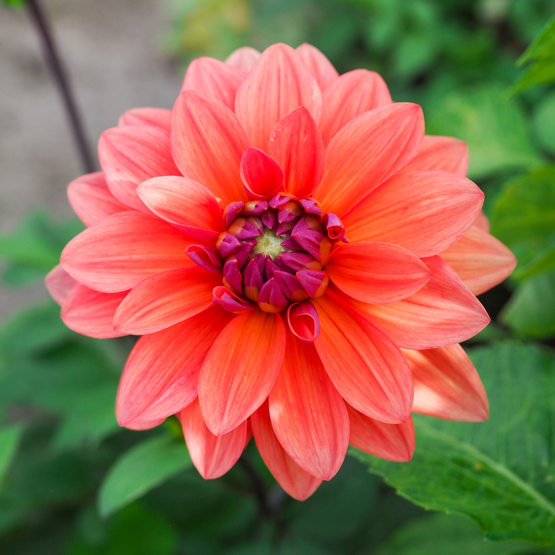 Koristedaalia 'American Dawn'