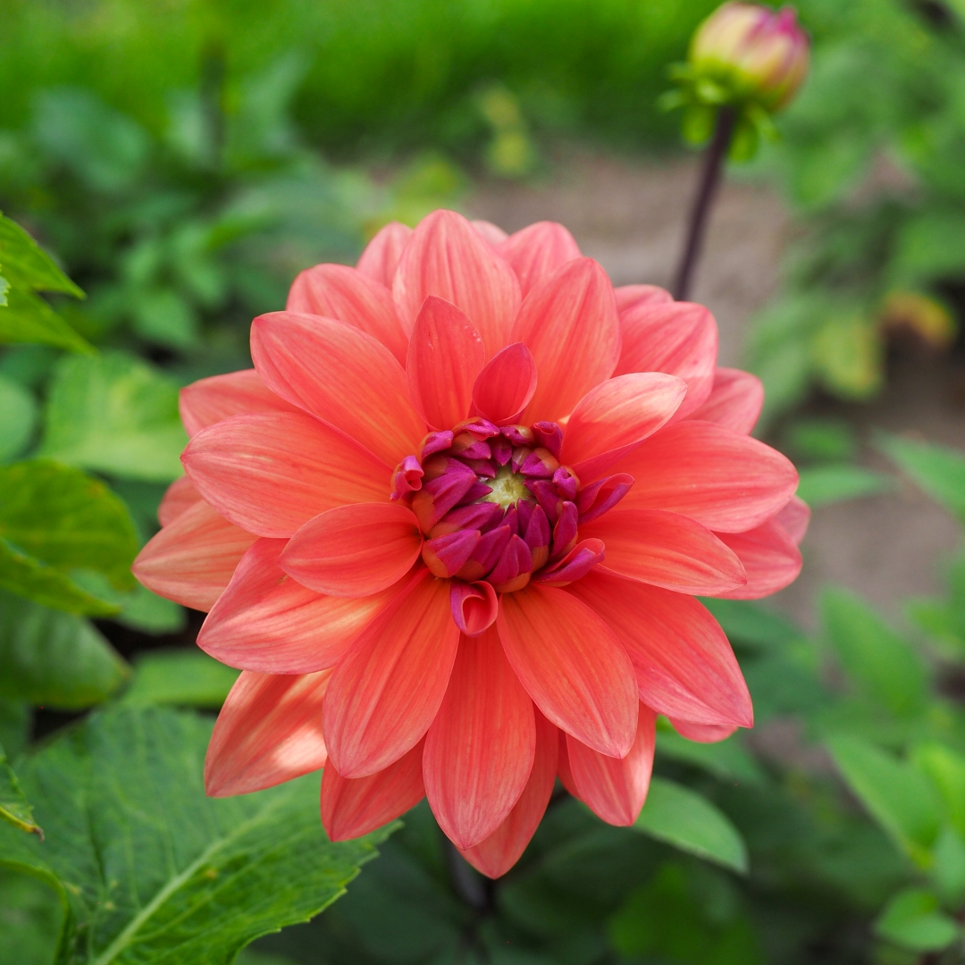 Koristedaalia 'American Dawn'