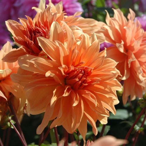 Dekorativdahlia 'Babylon Brons'
