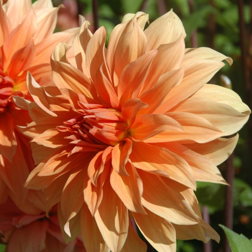 Dekorativdahlia 'Babylon Brons'