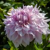 Koristedaalia 'Shiloh Noelle'