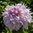 Dekorativdahlia 'Shiloh Noelle'