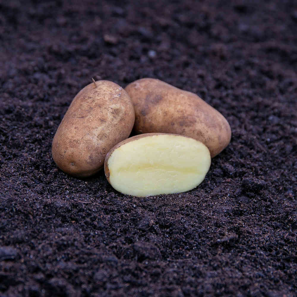 Sättpotatis 'Challenger' 2,5 kg