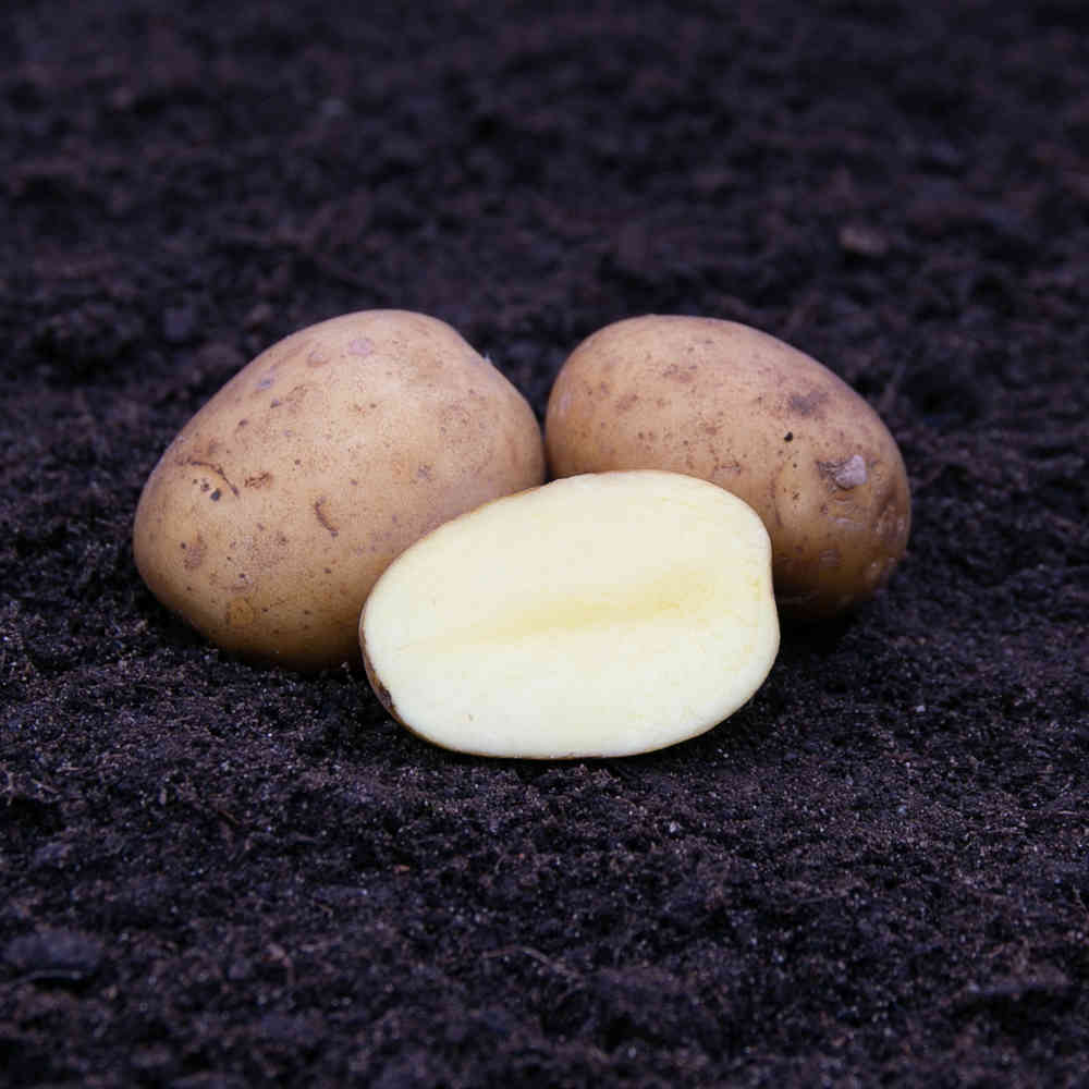 Sättpotatis Noblesse 2,5 kg