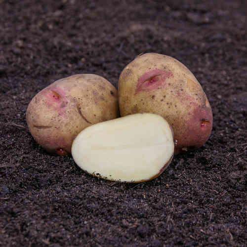  'King Edward' 3 kg siemenperuna