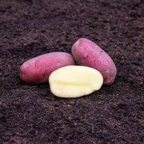  'Asterix' 3 kg siemenperuna