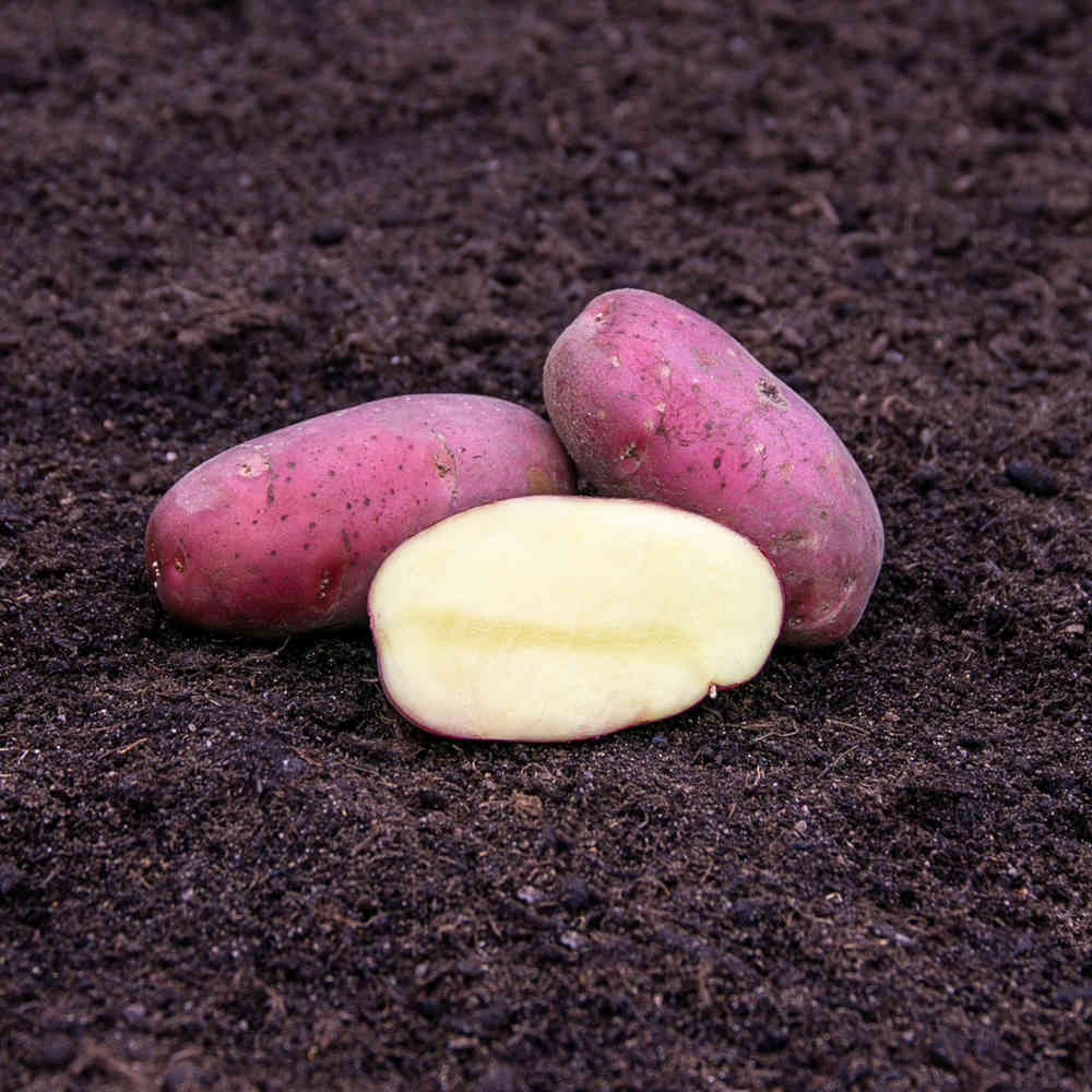 Sättpotatis Asterix 3 kg