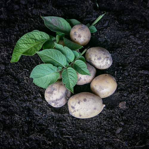 EKO Sättpotatis Kingsman 5 kg