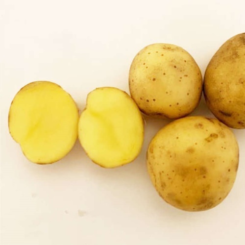 EKO Sättpotatis Kingsman 5 kg