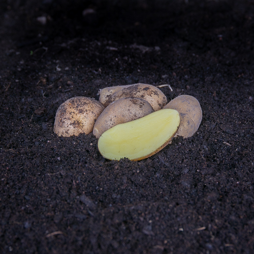 Sparrispotatis Asparges 1 kg