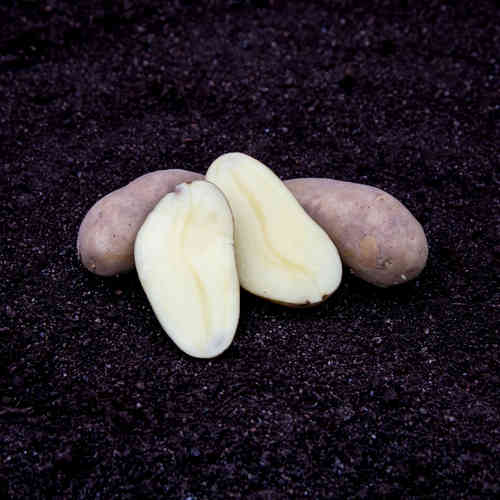 'Amandine' 1 kg siemenperuna