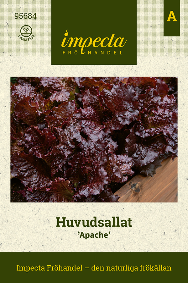 Keräsalaatti 'Apache'