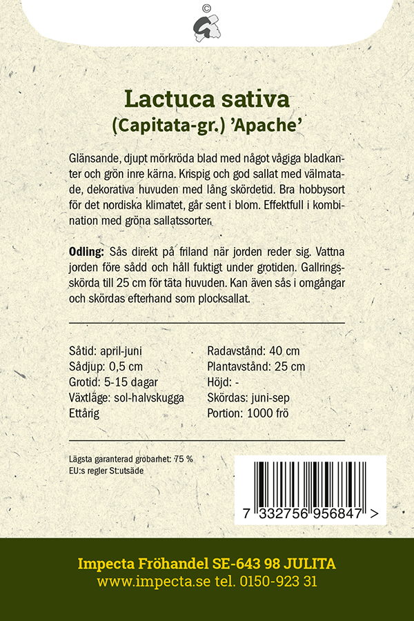 Keräsalaatti 'Apache'