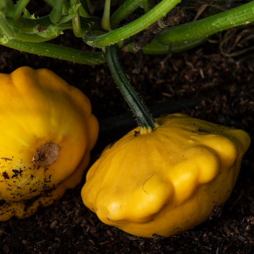 Kesäkurpitsa 'Pâtisson Jaune'