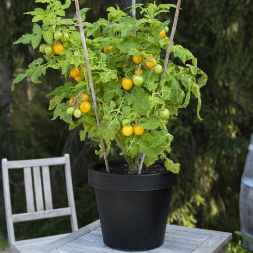 LUOMU Pensastomaatti 'Tigerette Cherry'