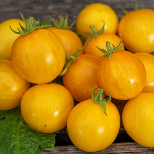 LUOMU Pensastomaatti 'Tigerette Cherry'