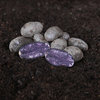 'Violet Queen' 1 kg siemenperuna