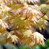 Japaninvaahtera 'Orange Dream'