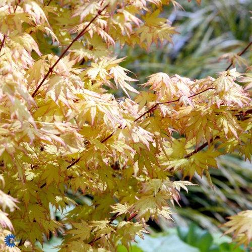 Japaninvaahtera 'Orange Dream'