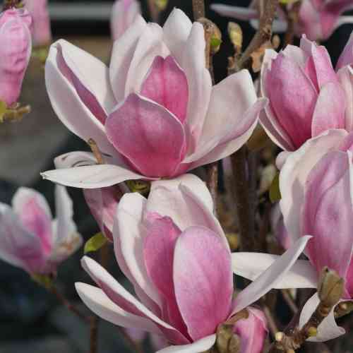 Praktmagnolia 'Satisfaction'