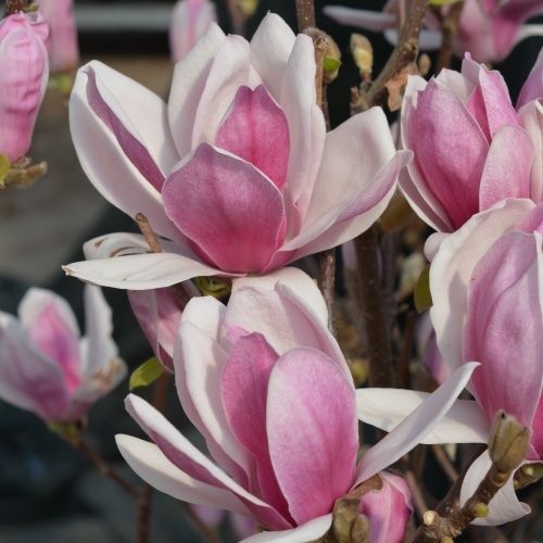 Praktmagnolia 'Satisfaction'