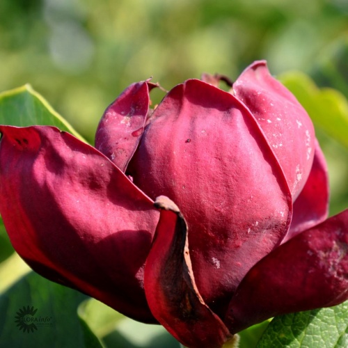 Magnolia 'Genie'