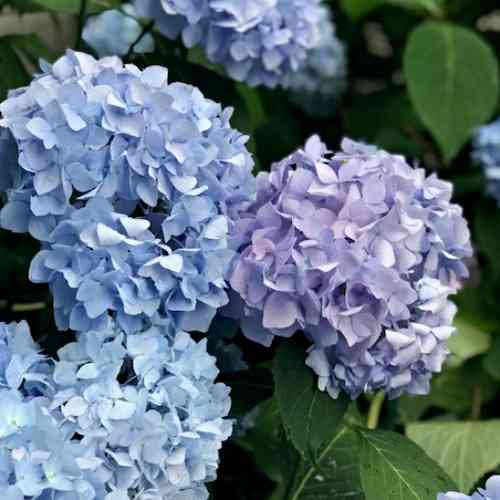 Jalohortensia 'Bloom Star' 3 l