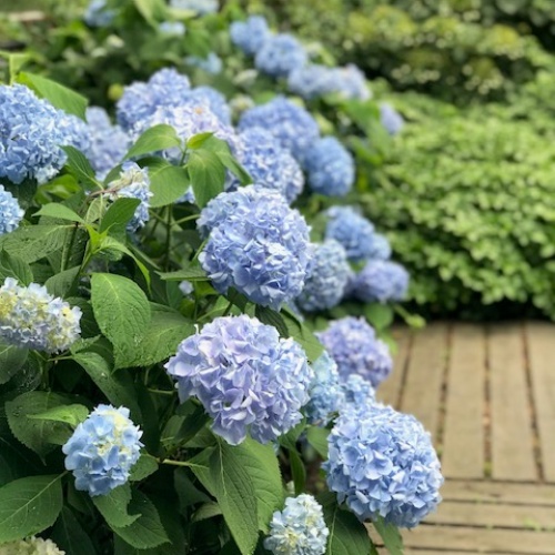 Hortensia 'Bloom Star'