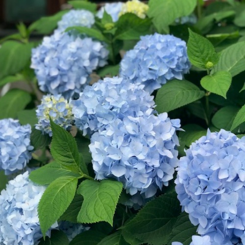Jalohortensia 'Bloom Star' 5 l