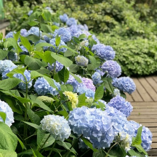 Jalohortensia 'Bloom Star' 5 l